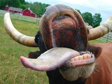 Meat Is Hilarious